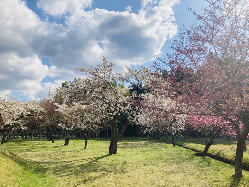 立山町　森林研究所　桜品種見本園　約100種類の桜　 3月下旬か ら　吉峰野開 　